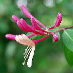honeysuckle